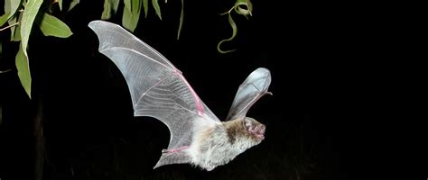 Microbats – Bat Conservation and Rescue QLD Inc