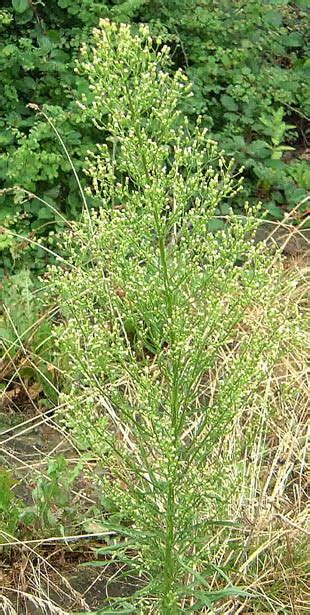 Seasonal Wild Flowers - Canadian Fleabane