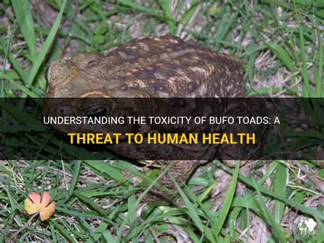 Understanding The Toxicity Of Bufo Toads: A Threat To Human Health | PetShun