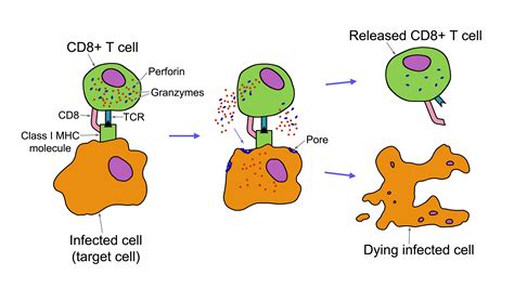 T Cell-Mediated Cytotoxicity