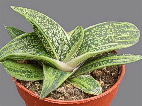 Gasteria - Alchetron, The Free Social Encyclopedia