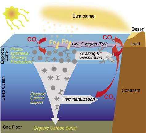 Ocean Iron Fertilization - cool-planet.earth