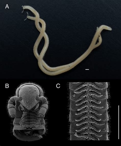 New millipede species found near Los Angeles at Whiting Ranch park