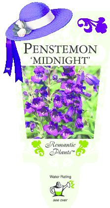 Penstemon ‘Midnight’ Purple – Renaissance Herbs