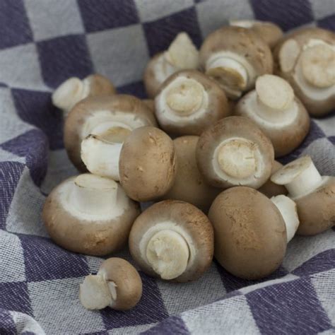 11 Medicinal Mushroom Recipes That'll Boost Your Immunity | The Health Sessions