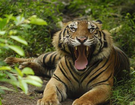 Harimau Sumatera | Gosip Gambar