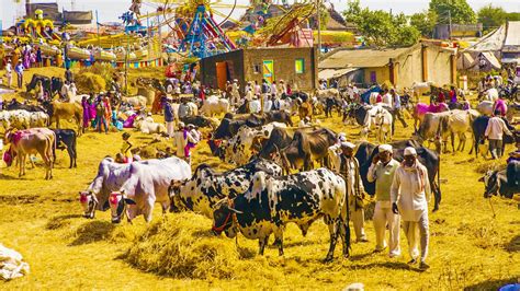 Nagaur Cattle Fair 2021 | Nagaur Cattle Fair in Rajasthan | Nagaur, Cultural festival, Cattle