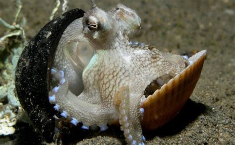 Coconut Octopus - Ocean Animals