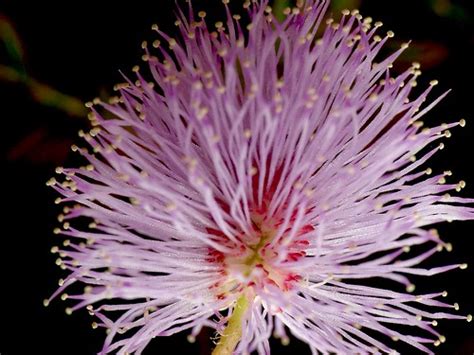 Mimosa pudica flower- Macro | #1023 - Taken with Sony DSC H2… | Flickr