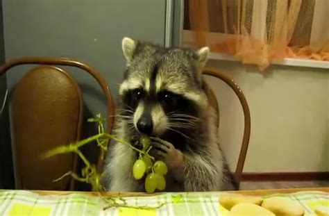 raccoon eating grapes - Google Search | Cute animals, Cute raccoon, Baby raccoon