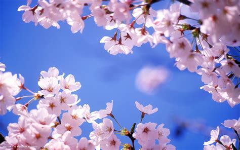 Cherry Blossom HD Wallpaper - WallpaperSafari