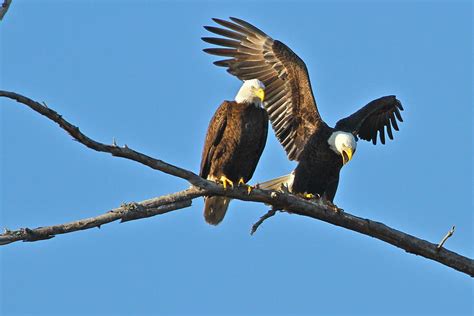 Bald Eagle 'mating Pair' Photograph by Carl Smith