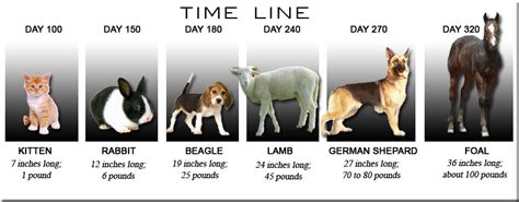 FOAL DEVELOPMENT TIME LINE