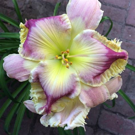 Daylilies: Plant Care and Collection of Varieties - Garden.org