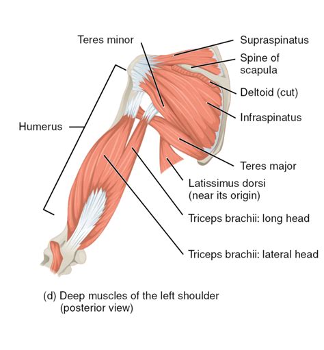 Muscles of the rotator cuff | Human Anatomy and Physiology Lab (BSB 141)