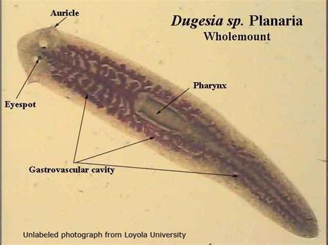 Planaria Under Microscope