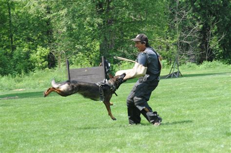 Pittsburgh Dog Training – Schutzhund/IPO/Protection training