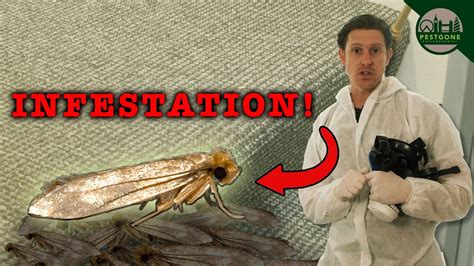 How To Treat A Carpet Moth Infestation You