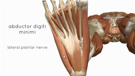 Muscles of the Foot Part 2 - 3D Anatomy Tutorial - YouTube