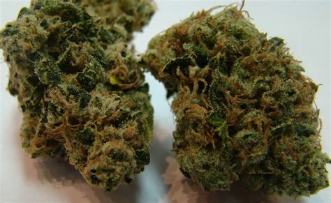 OG Chem Strain Info / OG Chem Weed By Connoisseur Genetics - GrowDiaries