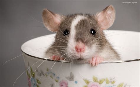 18+ Adorable Rat Pics Proving That They Can Be The Cutest Pets Ever | Bored Panda