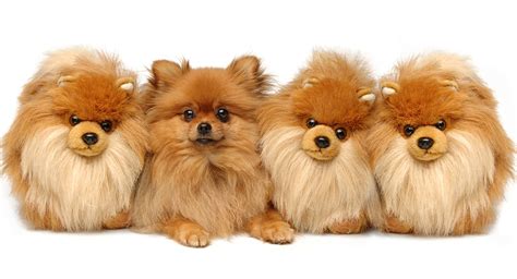 Teddy Bear Dog Breeds - The Pups That Look Like Cuddly Toys!