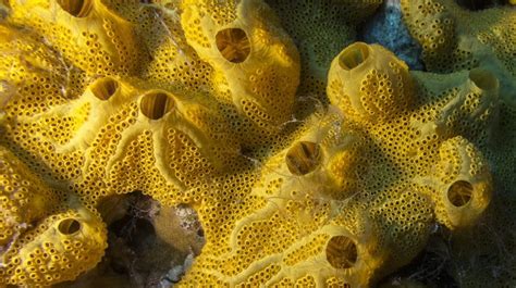 Porifera: Phylum Of The Almost Indestructible Sponges - Earth Life