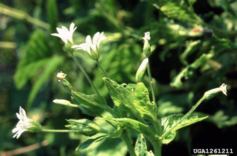 Stellaria holostea (greater stitchwort): Go Botany