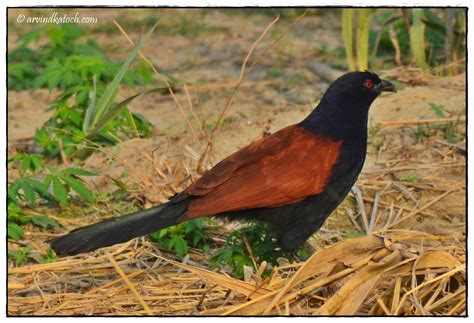 The Greater Coucal Or Crow Pheasant (Centropus sinensis) Pictures and Detail