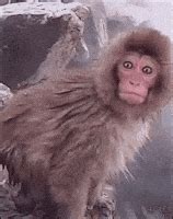 Monkey With A Gun GIFs - Find & Share on GIPHY