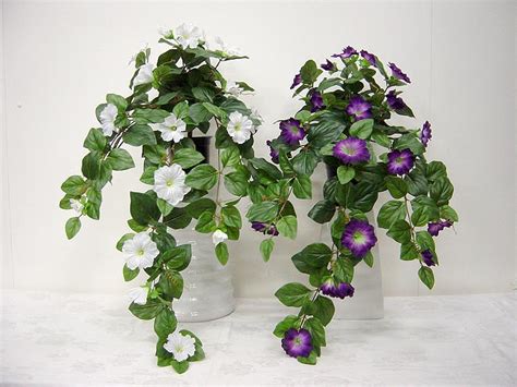 Morning Glory (Petunia) Hanging Bush – Purple | Anniebrook