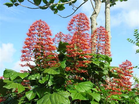 Clerodendrum paniculatum (Pagoda Flower1) - Richard Lyons Nursery, Inc.