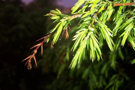 Juniperus communis Seeds £2.25 from Chiltern Seeds