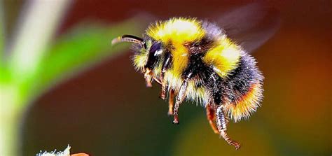 Do Bees Die After They Sting? | BeehiveHero