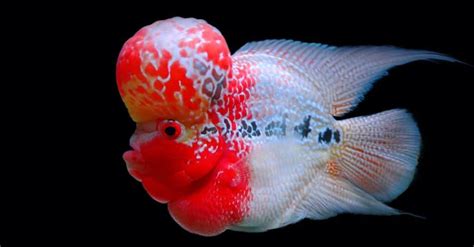 Flowerhorn Fish - A-Z Animals