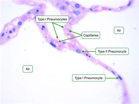 Histology Of The Respiratory System Lab