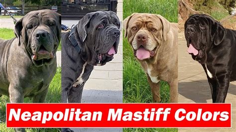 Types of Neapolitan Mastiff Color Varieties | Mastiff colors 2022 ...