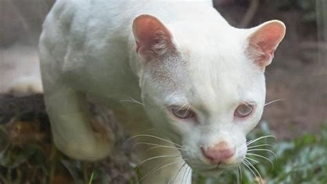 In Colombia la prima ocelot albina al mondo preoccupa gli studiosi, ecco il perché - la Repubblica