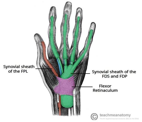 The Carpal Tunnel - Borders - Contents - TeachMeAnatomy