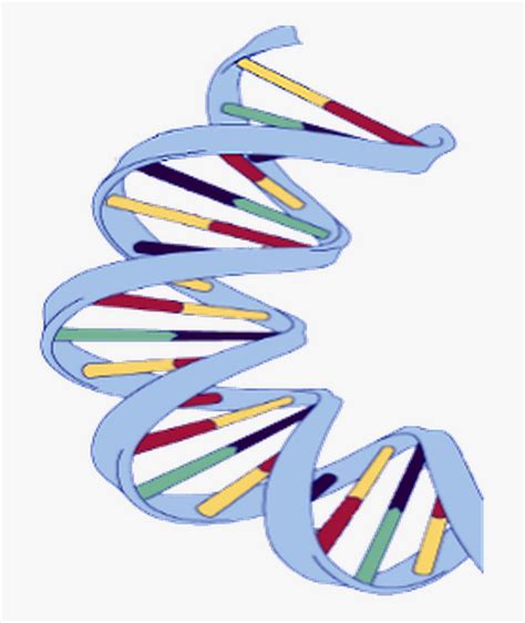 Dna Structure Clipart Wikipedia - Dna Structure Of Banana , Free Transparent Clipart - ClipartKey