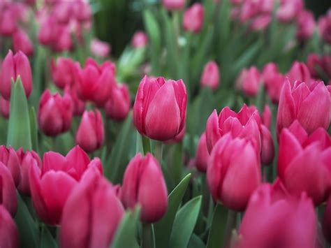 Premium Photo | Pink tulip in the garden