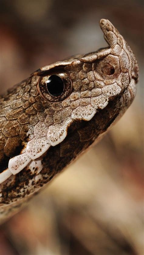 Horned viper Wallpaper, Animals / Reptiles: Horned viper, snake, Serbia, Montenegro, Albania ...