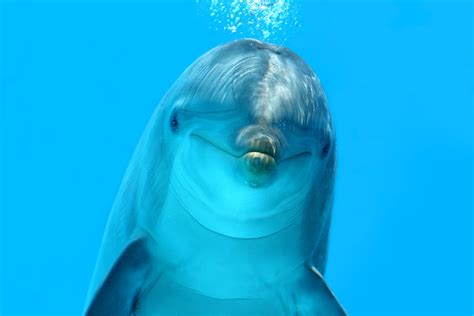 Download Animal Dolphin 4k Ultra HD Wallpaper