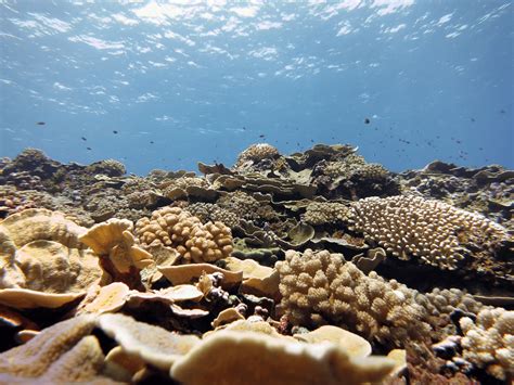 Coral Reef Ecosystems: Moving the Conservation Needle in a Positive Direction - Earthzine