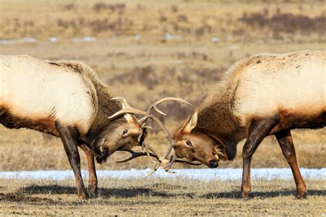 Explore the Beautiful Wildlife of Grand Teton National Park