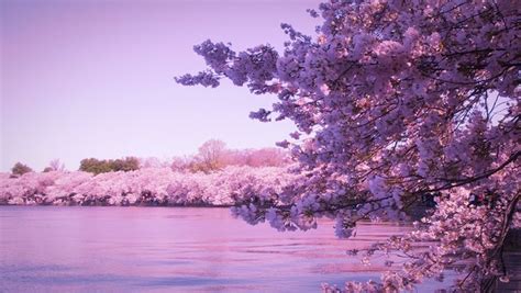 Cherry Blossoms, Jeju Island, South Korea | Jeju island, Jeju island ...