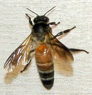 Giant Honey Bee (Apis dorsata) · iNaturalist.org