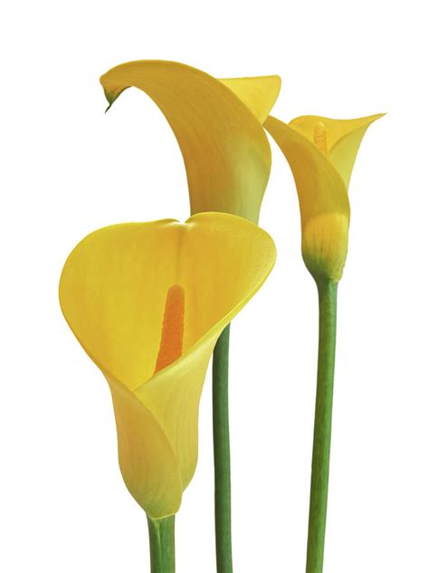 Yellow Calla Lilies on White Photograph by Gill Billington - Pixels