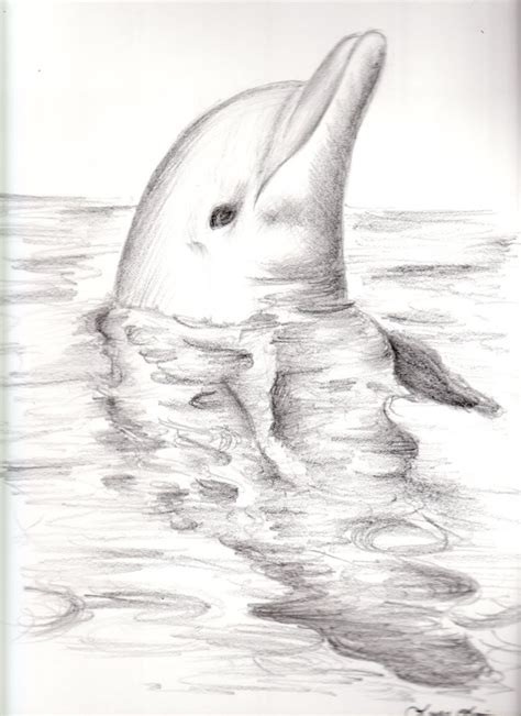 Free Dolphin Drawings, Download Free Dolphin Drawings png images, Free ClipArts on Clipart Library