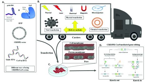 Different Methods of Delivering CRISPR/Cas9 into Cells. Schematic ...